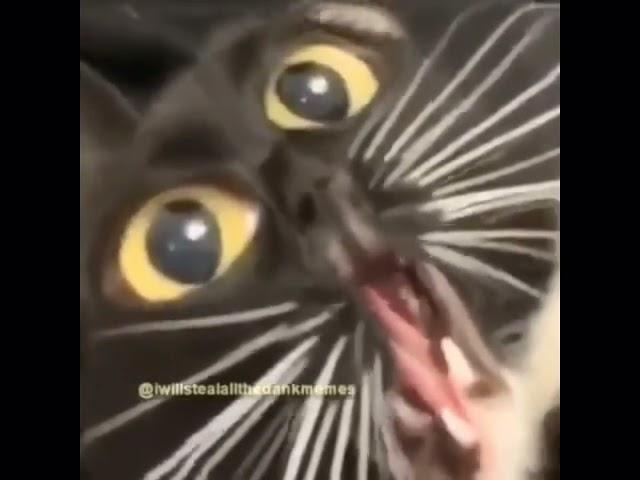 Distorted Cat Meow