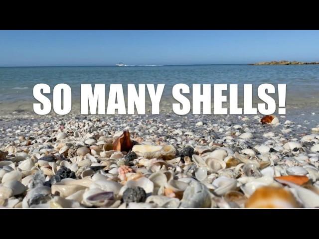 Looking for seashells is awesome! Let's explore a Florida island and find some treasures.