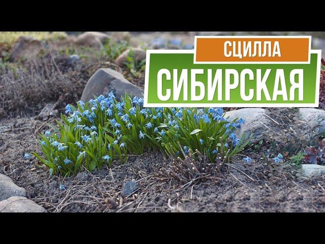 Правильная посадка луковичных  Сцилла Сибирская