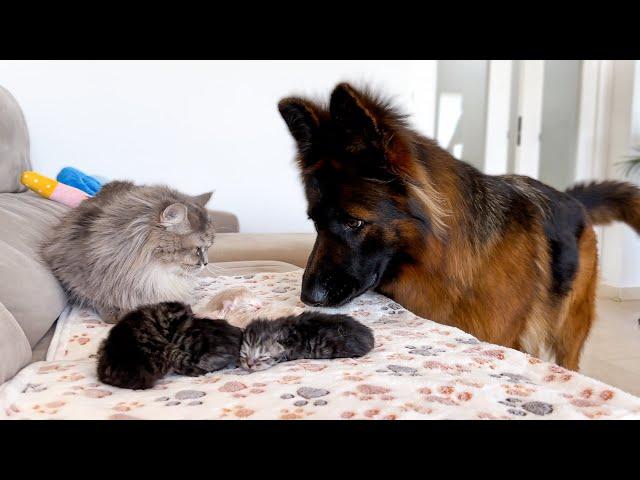 German Shepherd Meets Mom Cat with Newborn Kittens for the First Time