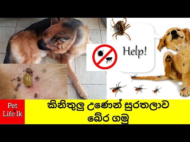 Tick fever Sinhala | කිනිතුලු උණෙන් සුරතලාව පරිස්සම් කරගන්නේ කොහොමද?tick fever treat - Pet Life lk