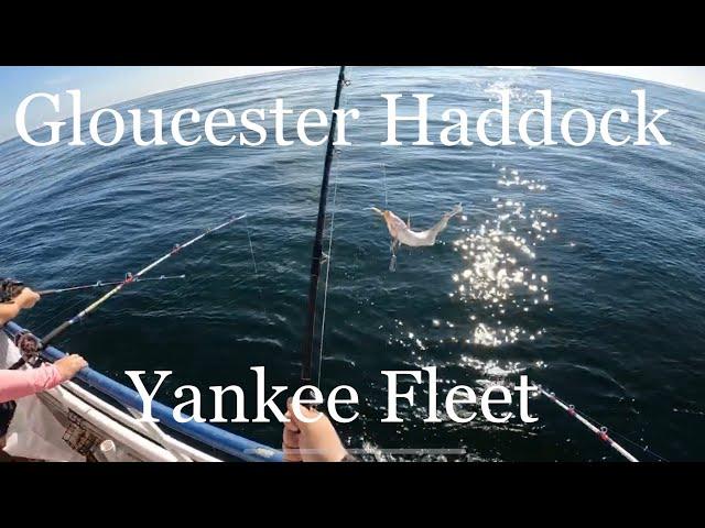 Yankee Fleet Haddock