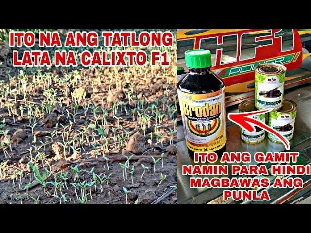 PUNLANG CALIXTO F1 || TIPS PARA HINDI MAGBAWAS ANG PUNLANG TALONG