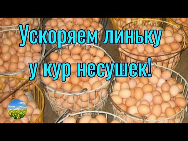 Повышаем яйценоскость и иммунитет птицы! Ускоряем линьку у кур несушек!