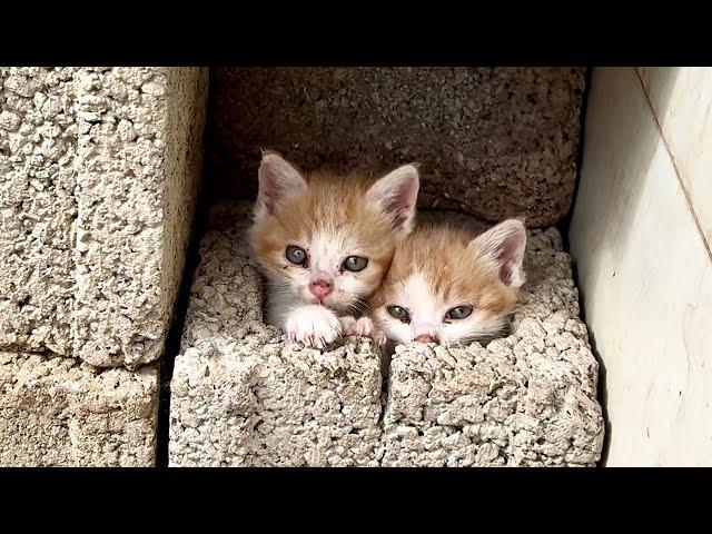 3 Kittens Came In for Shelter and Treated Me Like the Enemy—The Ending Was Nothing Like I Expected…