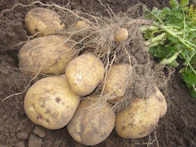 The used Mushroom Blocks for a Mega Crop of Potatoes. The compost from Mushroom blocks Oyster