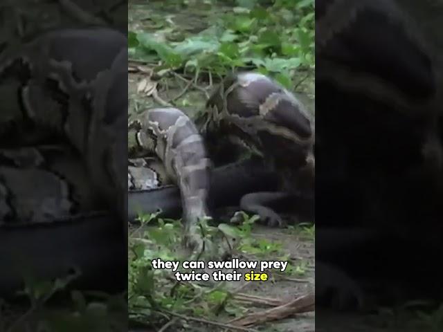 Can You Survive Being Swallowed Alive? One Croc Did #fyp #foryou #foryoupage #animals #wildanimals