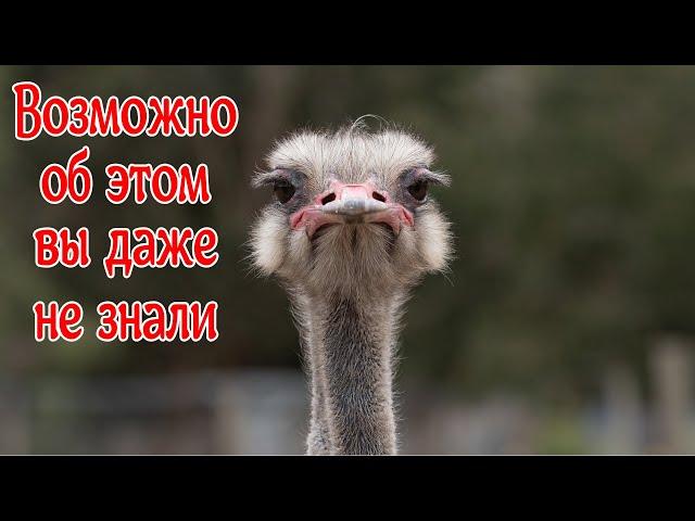 Уникальные Факты о Животных
