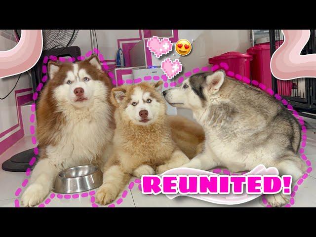 Leon Finally Reunited With His Parents! | MALIA & HERCULES’ REACTION! | Husky Pack TV