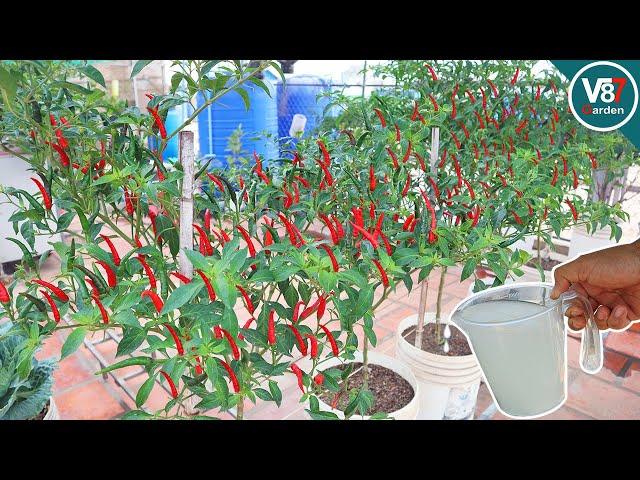 How to Grow Chili Pepper in Container from Seed to Harvest