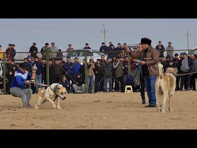 Ашхабад поле Ёнгалы - Туркменский  Волкодав!