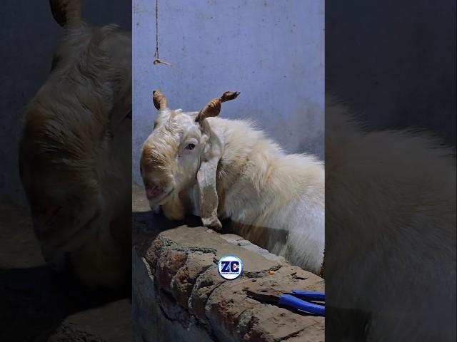 Biggest Kota Goat️ #bakraeid #bakraeid2025 #bakraeidspecial #bakra #goats #trending #biggoats