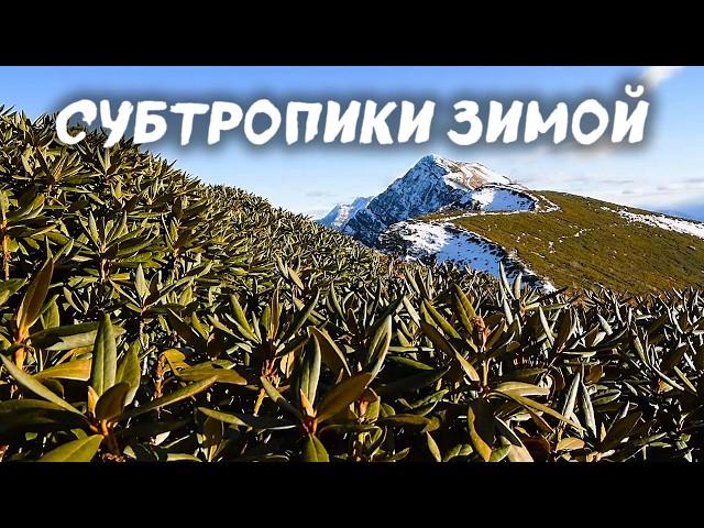 Бурная жизнь  в подстилке зимнего леса ️ Субтропики Черного моря