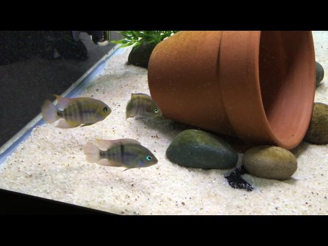 Amatitlania Sajica (T Bar Cichlid) - Dominant Male/Female w/ Extra Male