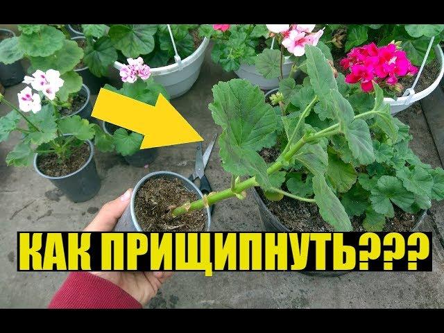 Прищипка, формирование ГЕРАНИ / ПЕЛАРГОНИИ