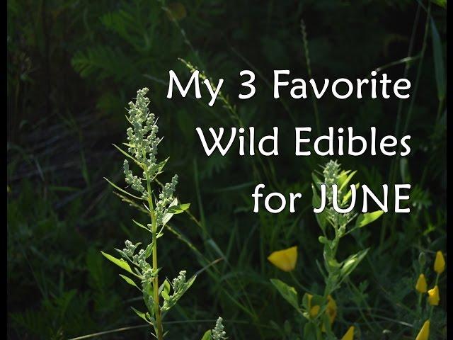 My 3 Favorite Wild Edibles for The Month of June.