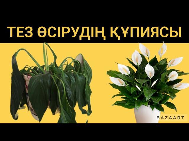 ӘЙЕЛ БАҚЫТЫ ГҮЛІҢІЗ ЖАЙҚЫЛСЫН ДЕСЕҢІЗ ДҰРЫС КҮТІМІНІҢ ҚҰПИЯСЫН БІЛУ КЕРЕК