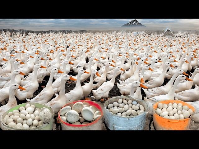 Raising Poultry Farming - Harvest Duck Eggs - Business Duck Egg Farm