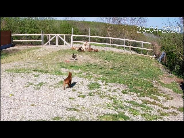 Нападение волка Аяврика с камер видеонаблюдения.