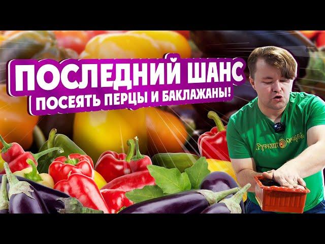 ПОСЛЕДНИЙ ШАНС ПОСЕЯТЬ #ПЕРЦЫ И #БАКЛАЖАНЫ. Основные #правила #посадки #перцев и #баклажанов