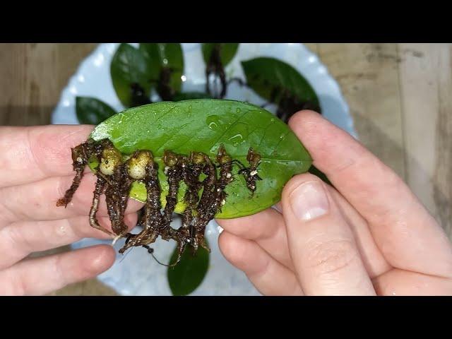 6 NEW TUBERS from 1 ZAMIOKULKAS LEAF, a new unique method of rooting a Dollar tree