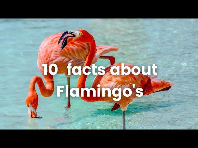 10 Interesting Facts about flamingos