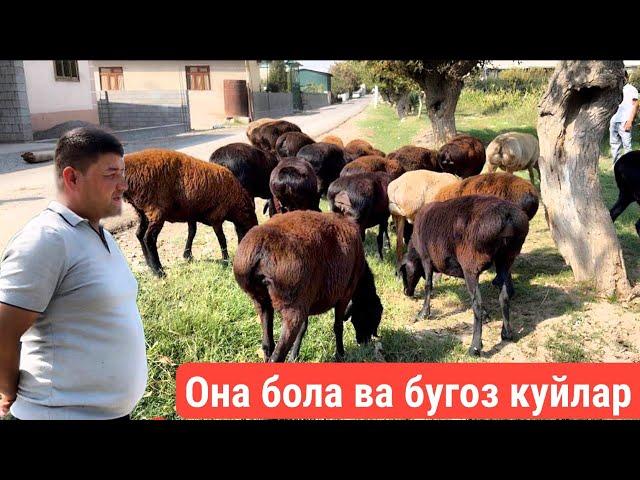 БУГОЗ КУЙЛАР АРЗОНИДАН СУРАГАНЛАРГА 99899 540 35 55