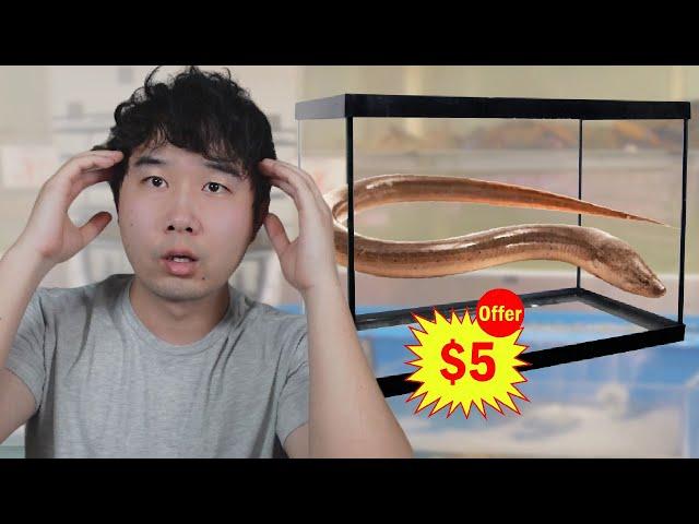 Raising a Grocery Store Eel as a PET | Fish Tank Review 264