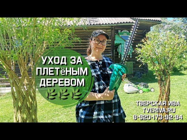 Тверская ива. Уход за плетёным деревом из ивы. Ивовая пальма. Дерево плетеное из прутьев.