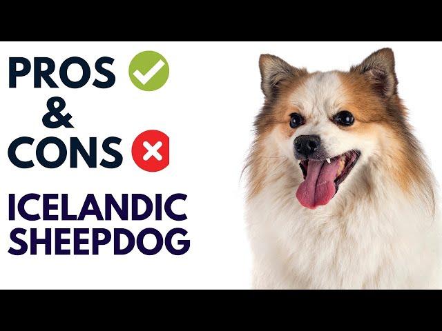 Icelandic Sheepdog Dog Pros and Cons | Icelandic Sheepdog Advantages and Disadvantages