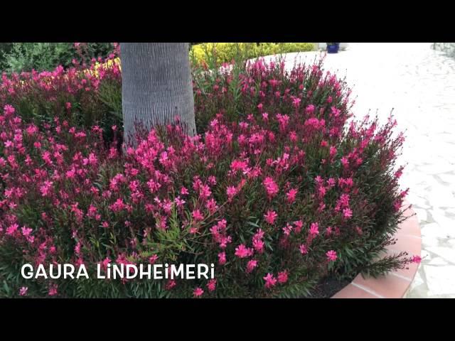 Gaura lindheimeri Pink Fountain. Garden Center online Costa Brava - Girona.