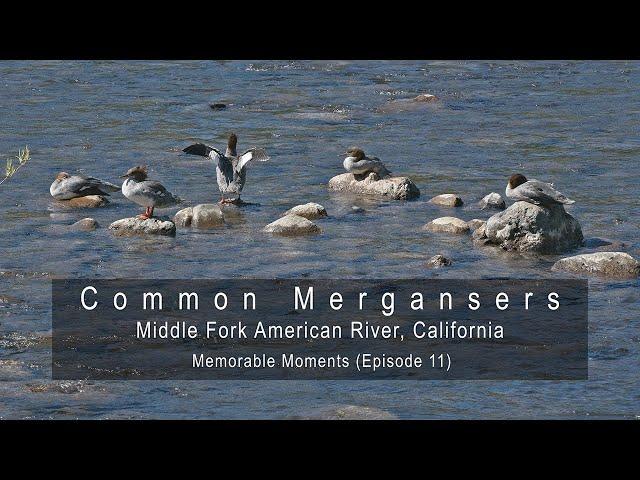 Memorable Moments 011:  Mergansers (Mergus merganser americanus)