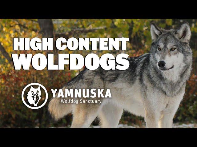 What is it like to own a High Content Wolfdog?