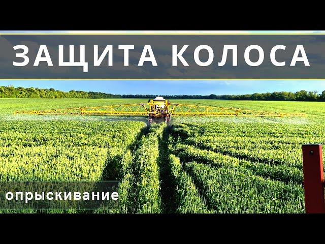 ЗАЩИТА КОЛОСА ОТ ФУЗАРИОЗА | Обзор сортов пшеницы