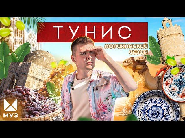 ТУНИС | Сокровища в пустыне, Голливуд на барханах и котики