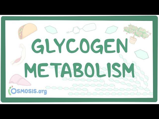 Glycogen metabolism