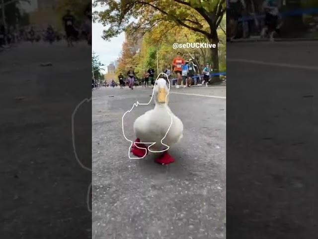 Running Duck (outline trend tiktok)