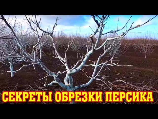 Секреты ОБРЕЗКИ ПЕРСИКА в КРЫМУ / Основные правила / peach pruning secrets