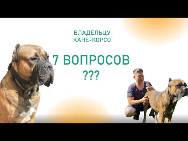 Порода Кане-Корсо - 7 вопросов хозяину