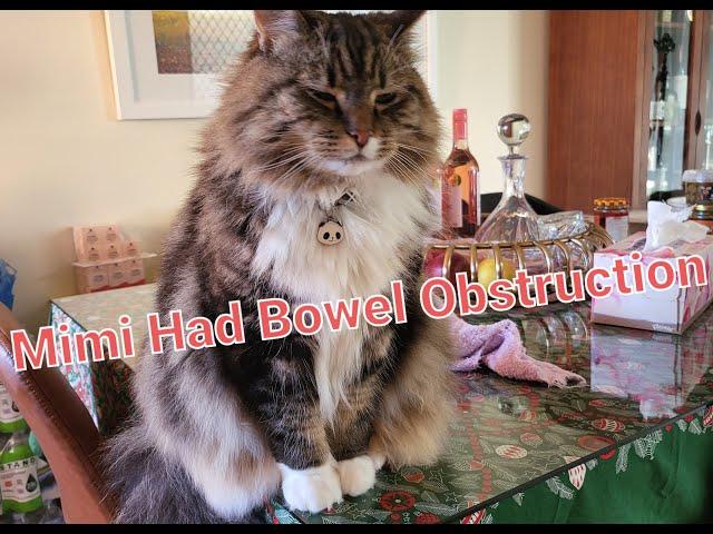 Mimi had bowel obstruction