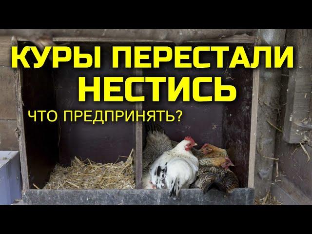 Куры перестали нестись, что делать?