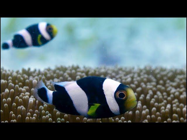 Incredible Teamwork From Little Clownfish | Blue Planet II