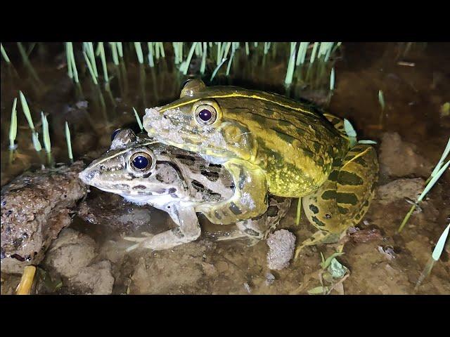 Mating of male frog and female frog.