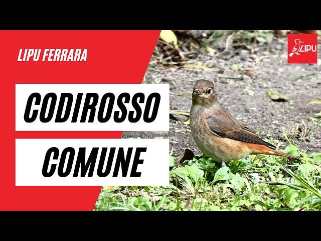 Lipu Ferrara - Codirosso comune al bagno