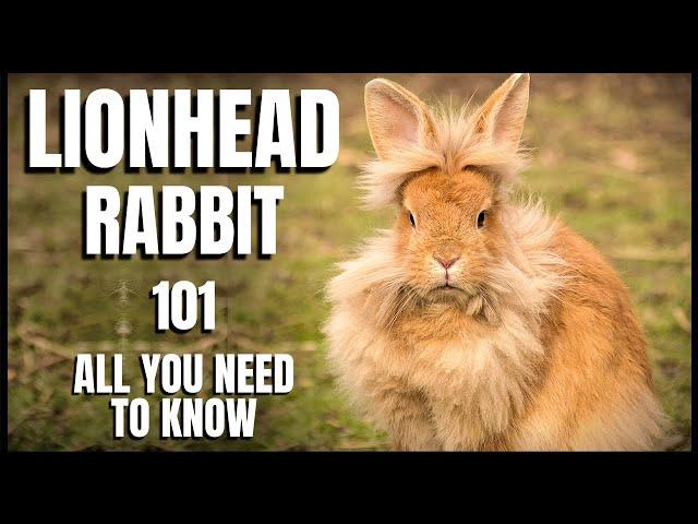 Lionhead Rabbit 101: All You Need To Know