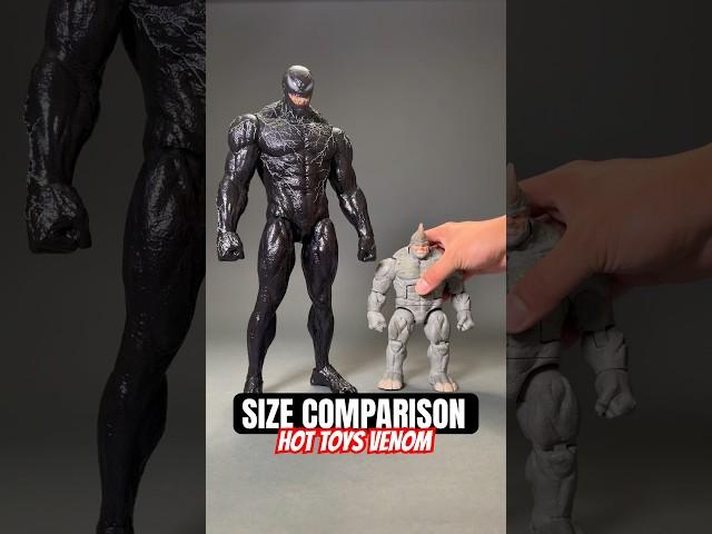 Size Comparison: Hot Toys Venom #spiderman #hottoys #shorts #marvel #venom #actionfigures