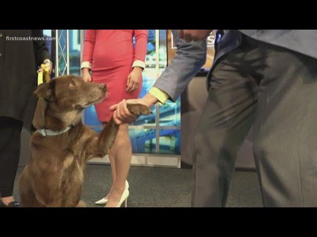 Pet Tails: Adopt 10-year-old Tucker, whose sweet, calm and ready for a good home