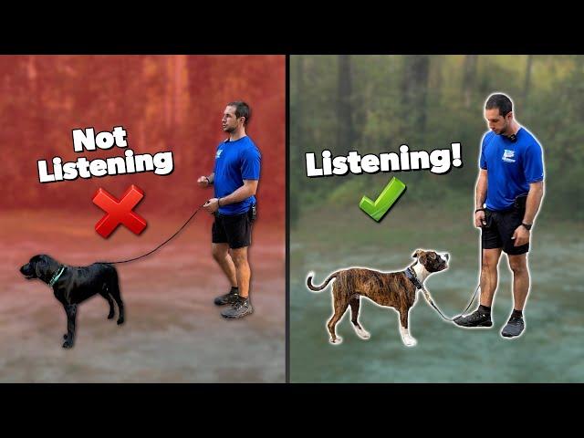 How to Get Your Dog to Listen to You