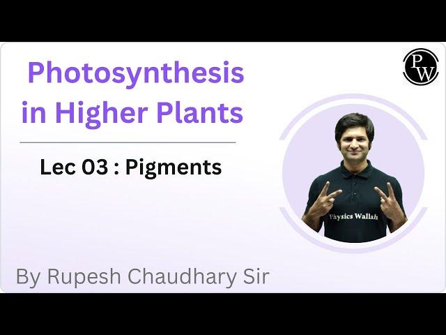 Photosynthesis in Higher Plants 03