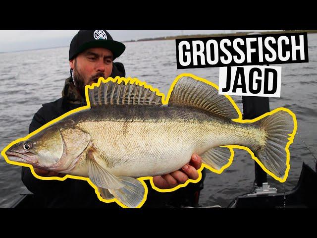 Fishing for HUGE zander and pike!